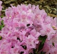 rhododendron_keleticum_robert_seleger_2