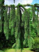 picea_abies_cranstonii2