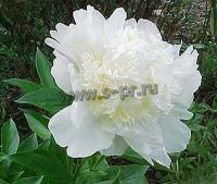 paeonia_lactiflora_charles_white