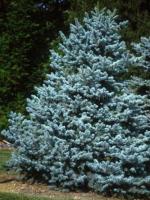 picea_pungens_hoto