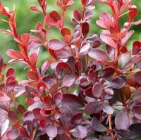 berberis_thunbergii_ddarts_red_lady_1
