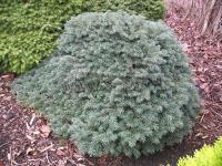 picea_pungens_waldbrunn