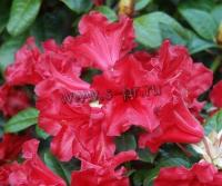 rhododendronrepensskarletwonder
