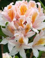 rhododendron_luteum_irene_koster_1