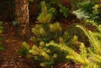 pinus_mugo_fruhlingsgold