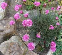 armeria_maritima_vezuv