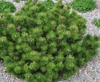 pinus_mugo_klosterkotter