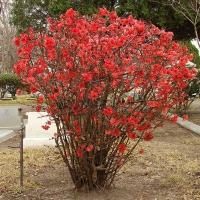 chaenomeles_superba_texas_scarlet
