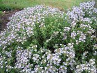 thymus_vulgaris_compactus
