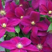 clematis_sunset_1