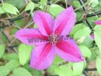 clematis_mrs_n.thompson