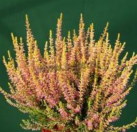 calluna_vulgaris_theresa_1