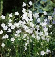 campanula_persicifolia_takion_white