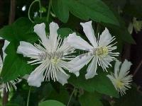 clematis_paul_farges