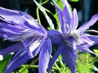 clematis_macropetala_jan_lindmark