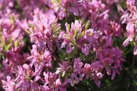 rhododendron_fraseri