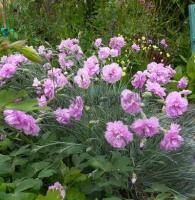 dianthus_rose_de_mai