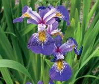 iris_pseudacorus_holden_s_child