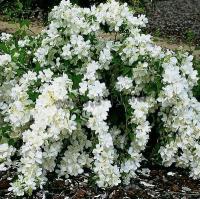 philadelphus_pekphil_2