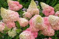 Гортензия метельчатая Gardenlight Pinklight  - фото саженцы, для посадки 