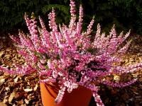 calluna_vulgaris_peter_sparkes