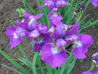 iris_sibirica_dorffest