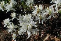 rhododendron_canadense_album