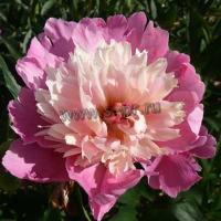 paeonia_lactiflora_madame_furtando