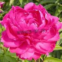 paeonia_lactifolia_da_fu_gui