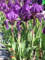 iris_pumila