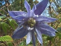 clematis_macropetala_2