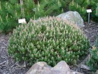 pinus_mugo_echiniformis