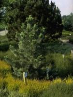 pinus_flexilis_firmament_1