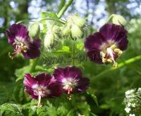 geranium_phaeum_1
