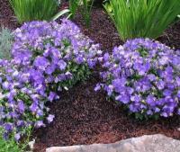 campanula_carpatica_blue_clips