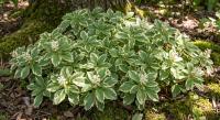 Пахизандра верхушечная Variegata  - фото саженцы, для посадки 
