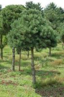 pinus_sylvestris_norsky_typ_1