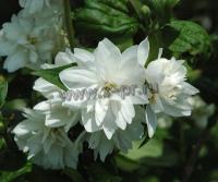 philadelphus_minnesota_snowflake