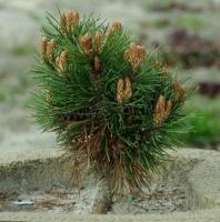 pinus_uncinata_heideperle