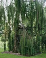 picea_abies_virgata_3