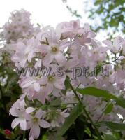 campanulalactifloralondonanne1