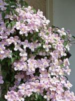 clematis_montana_mayleen