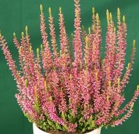 calluna_vulgaris_rosita_1