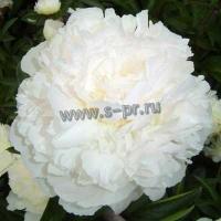 paeonia_lactifolia_var_white_1