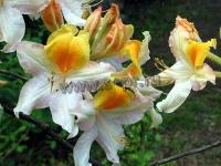 rhododendronakdaviesii