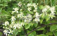 clematis_vitalba_1