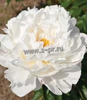 paeonia_lactiflora_alice_harding_1