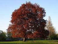 acer_platanoides_schwedleri