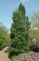 pinus_wallichiana_densa_hill_1