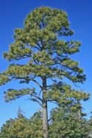 pinus_ponderosa